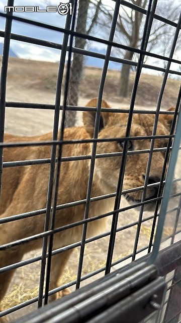 點我看大圖 日本大分|九州自然動物園 African Safari:自駕闖進野生動物區,體驗近距離餵食獅子、大象!