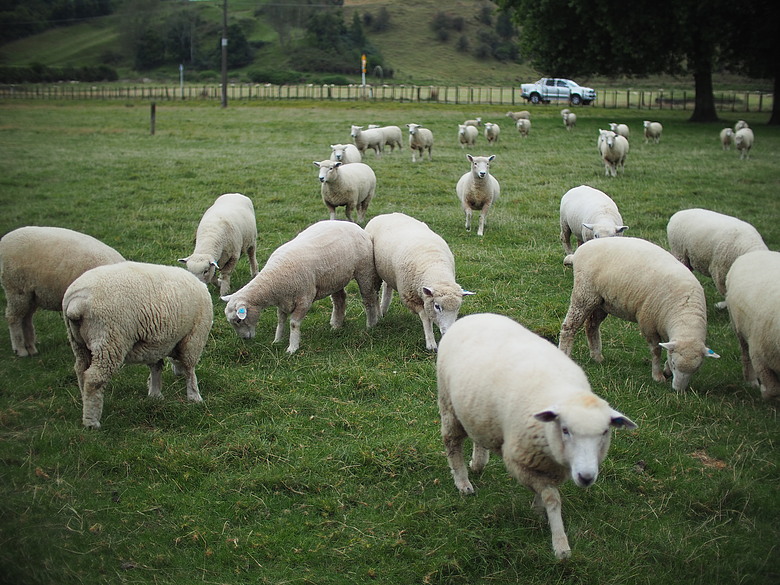 M43散景之瞳－Speedmaster 25mm f0.95 with EM10-iii 紐西蘭哈比屯開箱