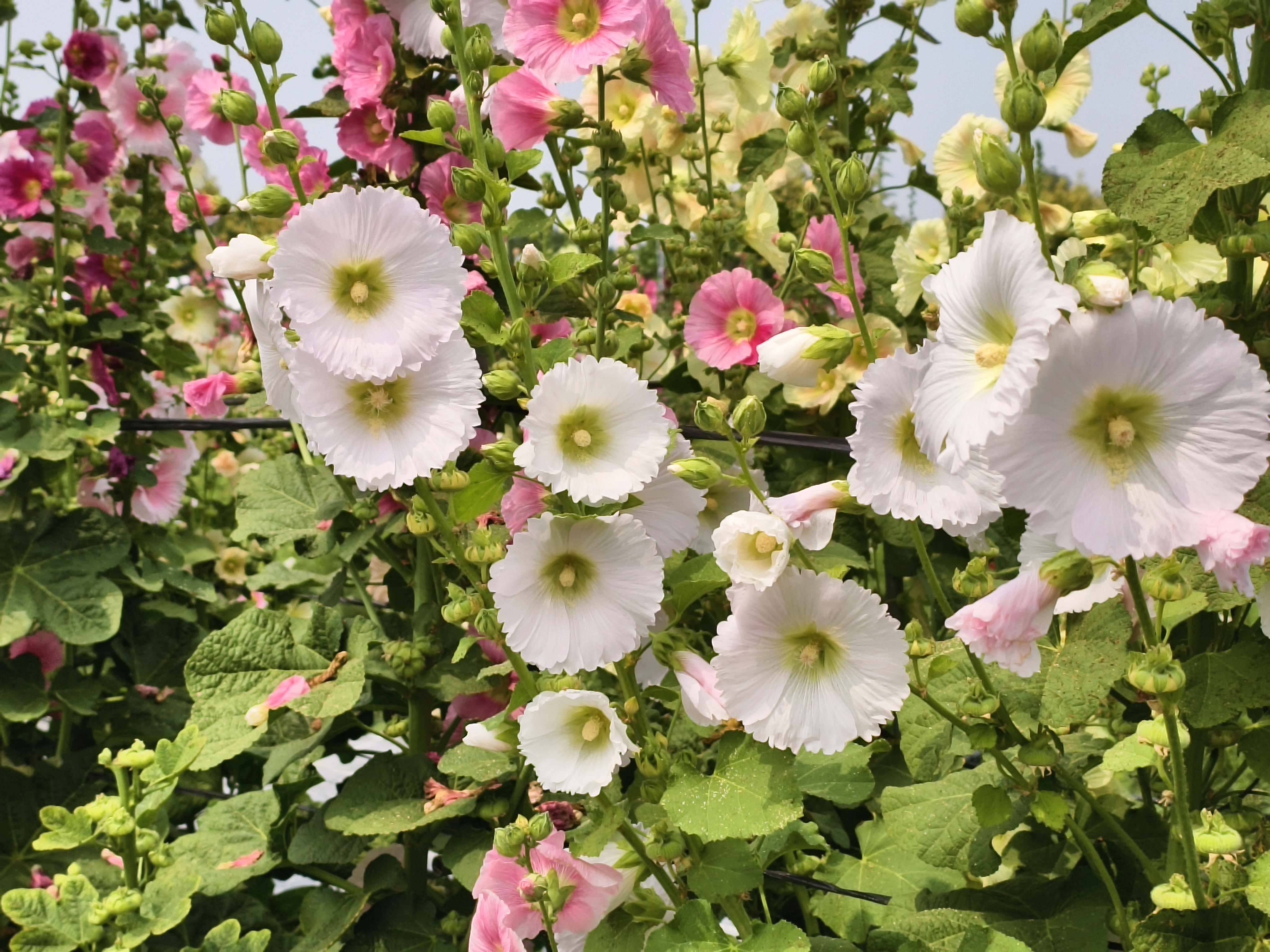 原來蜀葵可以長這麼高！員林蜀葵花季萬株花海