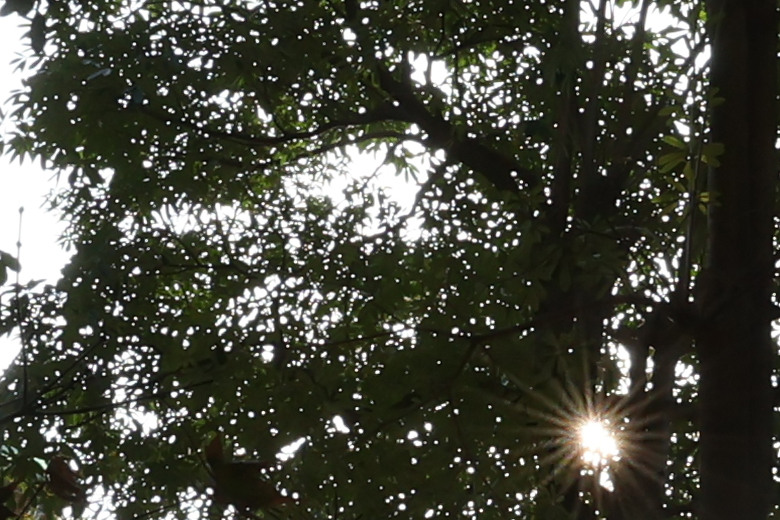 Canon RF 14mm F1.4L VCM 評測報告｜星野攝影首選、極致光學的巔峰之作！