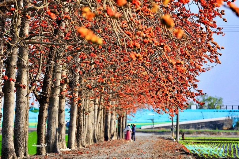 彰化竹塘木棉花道火紅盛開中！紅花襯綠田絕美秘境步道必拍