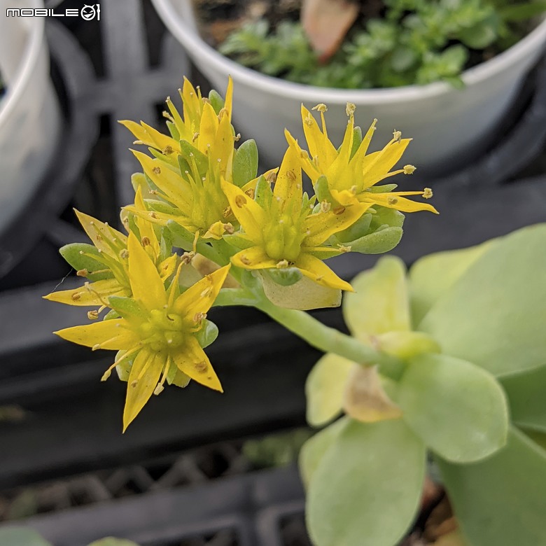多肉植物開花 台南市歸仁區七甲花卉區 03/01
