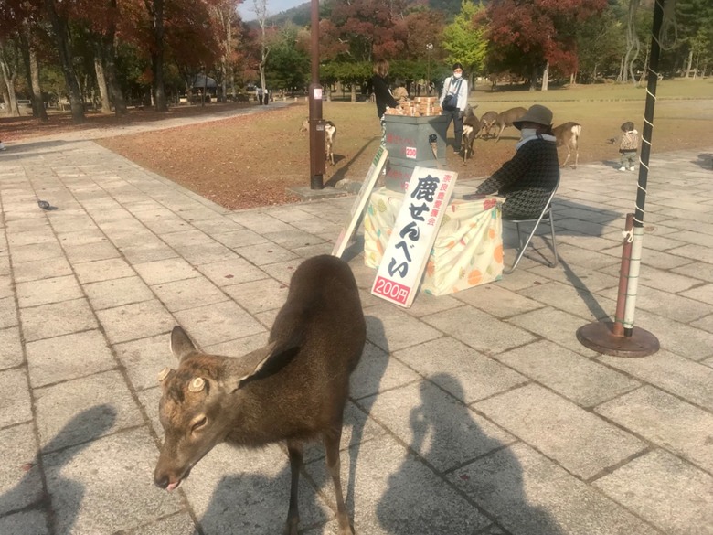 長輩的第一次日本關西五天四夜小包團旅遊