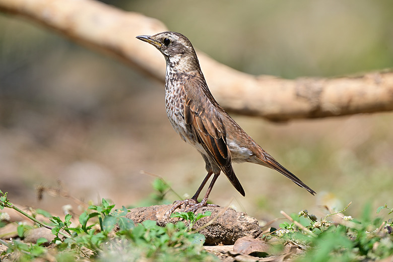 馬小路Marsace SV-35 Pro雲台到處開箱，記錄了東港溪鴻雁、斑點鶇、白琵與黑琵、翻石鷸、灰斑鴴、金斑鴴、中杓鷸、綠簑鷺、小彎嘴及紅嘴黑鵯。