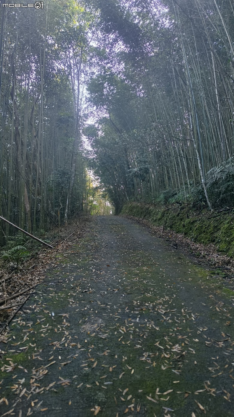 新竹冷門登山路線 | 滿滿竹林 |鬼澤山