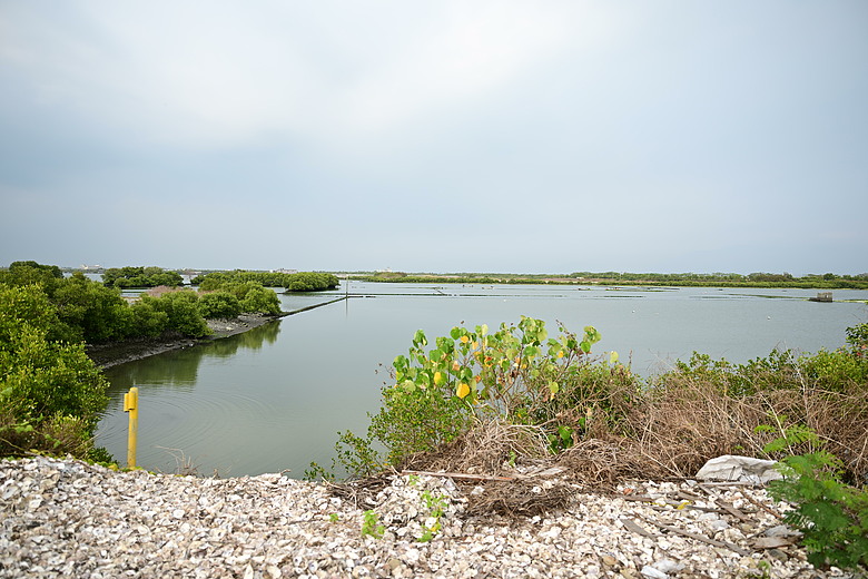 馬小路Marsace SV-35 Pro雲台到處開箱，記錄了東港溪鴻雁、斑點鶇、白琵與黑琵、翻石鷸、灰斑鴴、金斑鴴、中杓鷸、綠簑鷺、小彎嘴及紅嘴黑鵯。