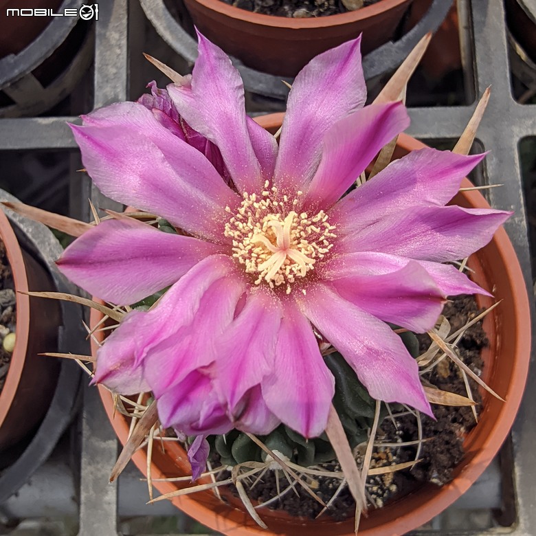 多肉植物開花 台南市歸仁區七甲花卉區 03/01