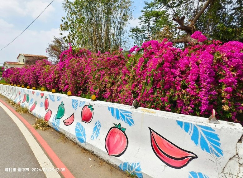 台中潭子花瀑秘境！50公尺長九重葛花瀑鮮豔盛開 超壯觀！