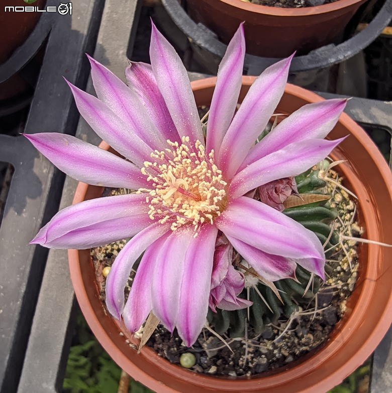 多肉植物開花 台南市歸仁區七甲花卉區 03/01