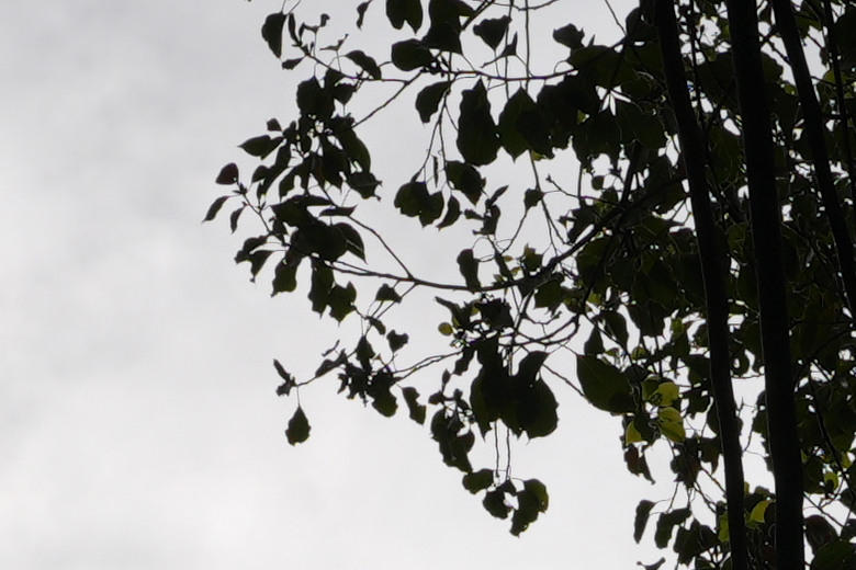 Sigma 35mm F1.4 DG II Art 評測報告｜輕量化有感、更有光學硬實力！