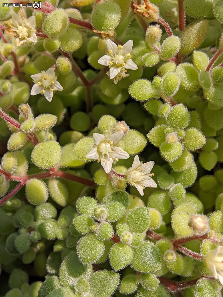 多肉植物開花 台南市歸仁區七甲花卉區 03/01