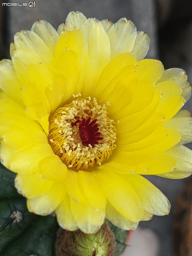 多肉植物開花 台南市歸仁區七甲花卉區 03/01