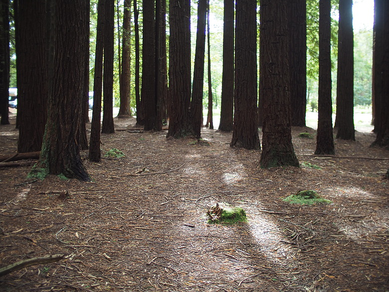 M43散景之瞳－Speedmaster 25mm f0.95 with EM10-iii 紐西蘭哈比屯開箱