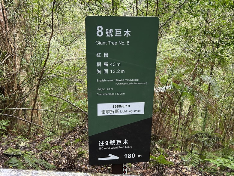 泰雅原鄉登走拉拉山巨木群、恩愛農場賞櫻