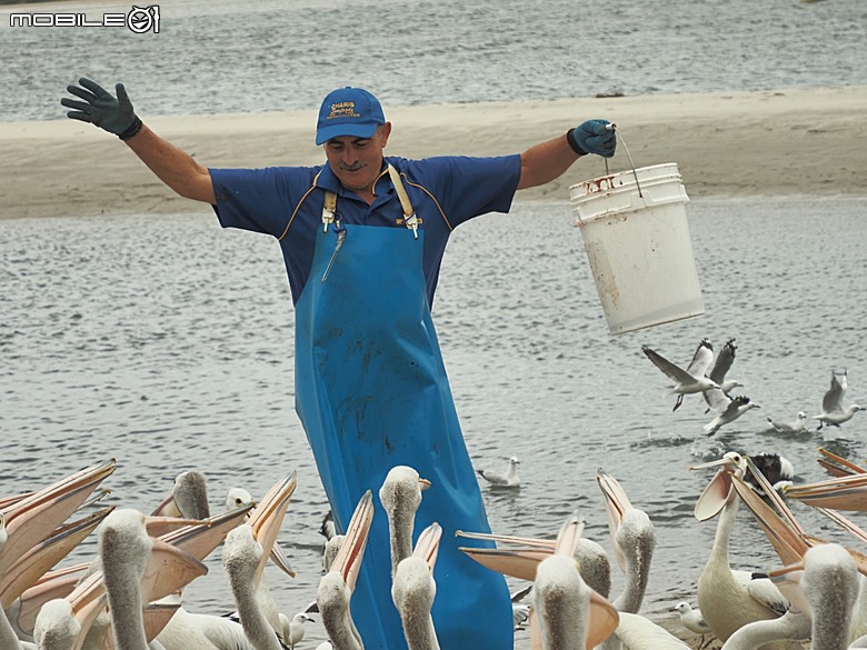 黃金海岸之庫倫濱野生動物園 (Currumbin Wildlife Sanctuary)、伯利角沙灘 (Burleigh Beach Cove)、大嘴鳥餵食秀(Pelican Feeding),附掛澳式炸魚餐與越南河粉料理 — 2026東澳洲四大城巡遊之黃金海岸段 第1部