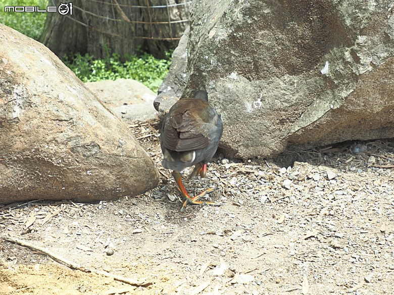 黃金海岸之庫倫濱野生動物園 (Currumbin Wildlife Sanctuary)、伯利角沙灘 (Burleigh Beach Cove)、大嘴鳥餵食秀(Pelican Feeding),附掛澳式炸魚餐與越南河粉料理 — 2026東澳洲四大城巡遊之黃金海岸段 第1部