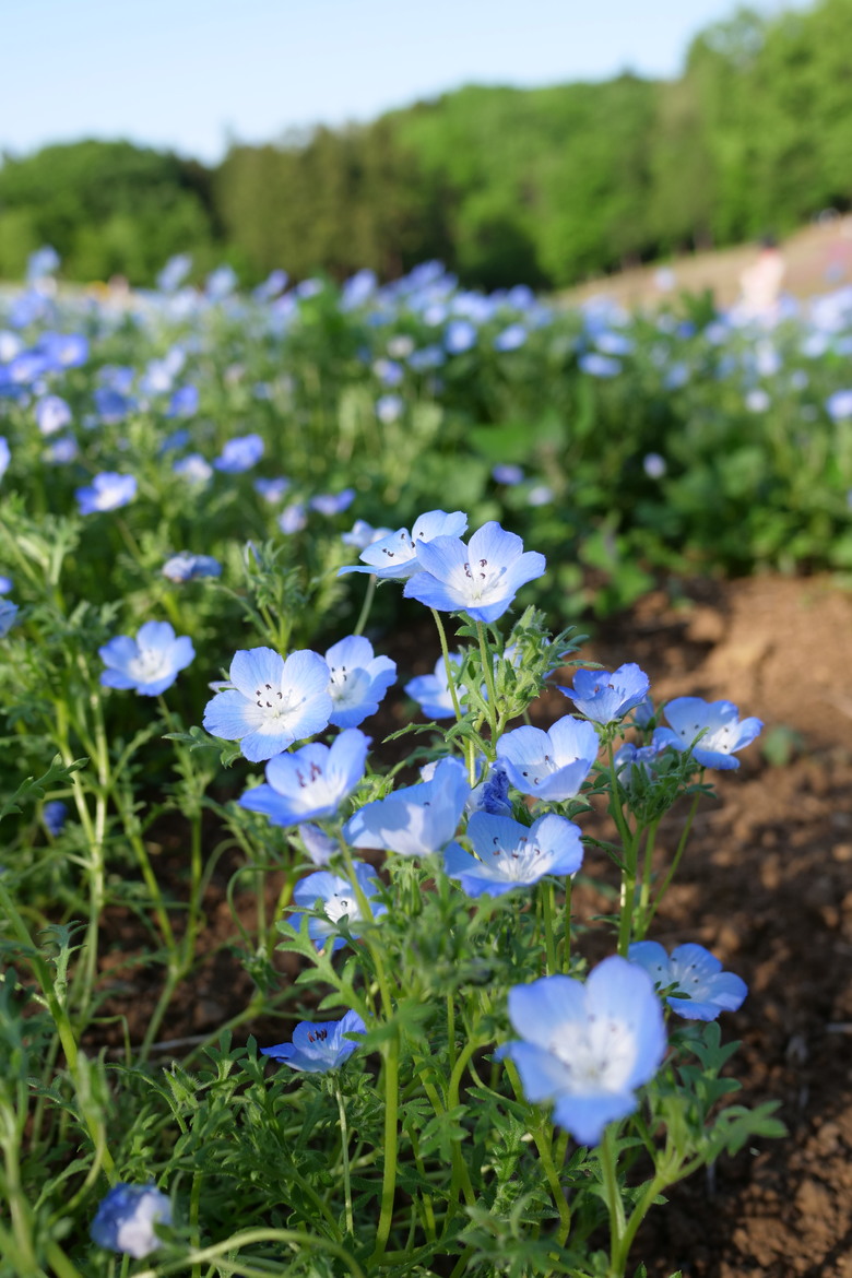 和川越一樣搭特急能到達的秩父