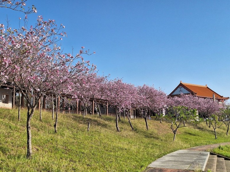 台南南科粉紅仙境曝光！堤塘湖羊蹄甲粉紅渲染成湖畔仙境