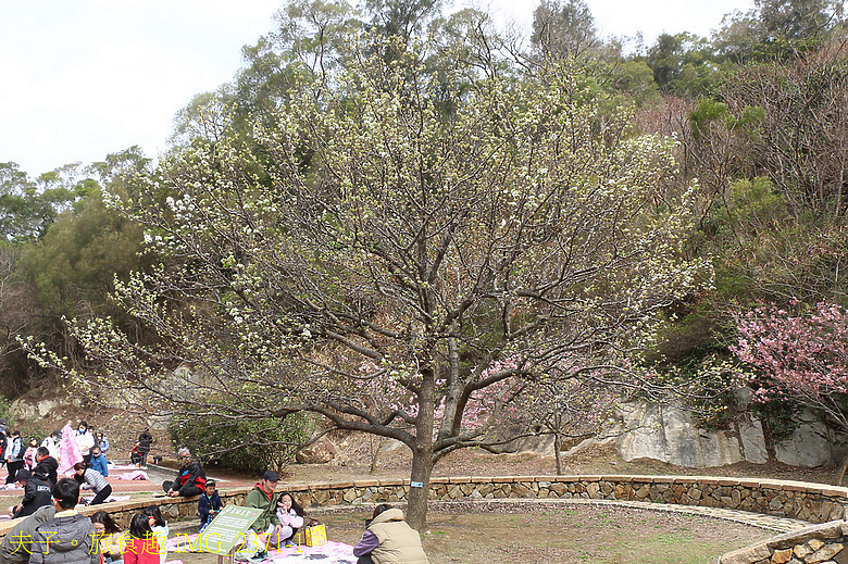 櫻為你—2026 馬祖山海櫻花健走 勝天公園櫻花樹下野餐 擁抱「山海戀」景致 享受慢活春日