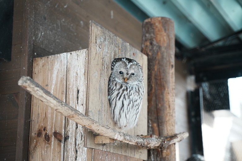 2026 北海道12天小蜜月 (中)『美瑛 & 旭川自駕遊』