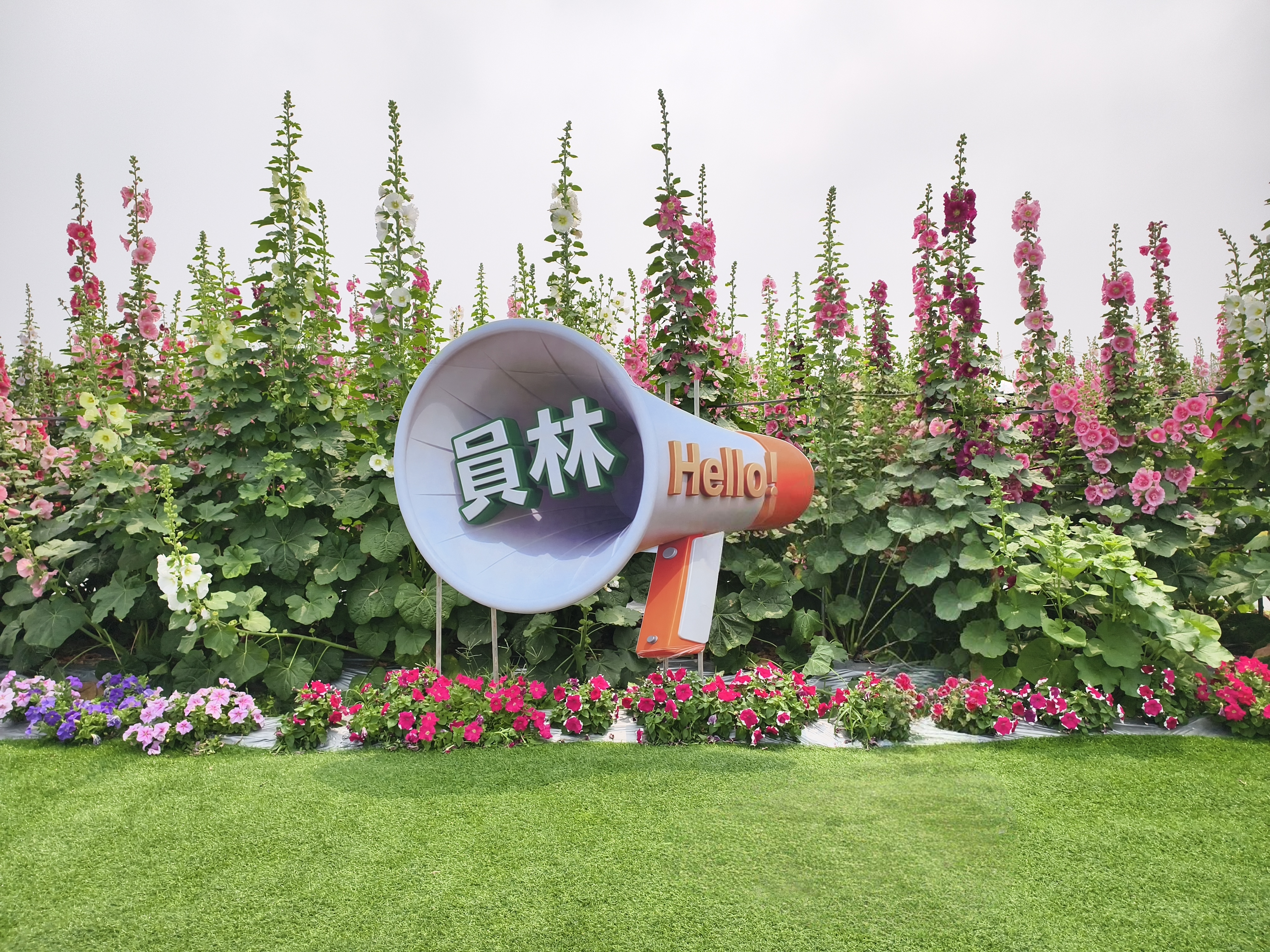 原來蜀葵可以長這麼高！員林蜀葵花季萬株花海