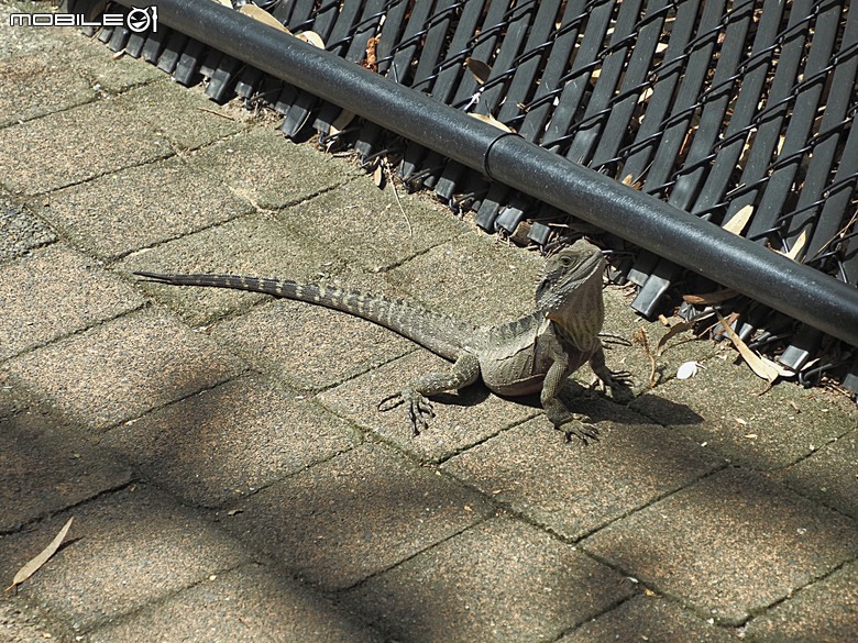 黃金海岸之庫倫濱野生動物園 (Currumbin Wildlife Sanctuary)、伯利角沙灘 (Burleigh Beach Cove)、大嘴鳥餵食秀(Pelican Feeding),附掛澳式炸魚餐與越南河粉料理 — 2026東澳洲四大城巡遊之黃金海岸段 第1部