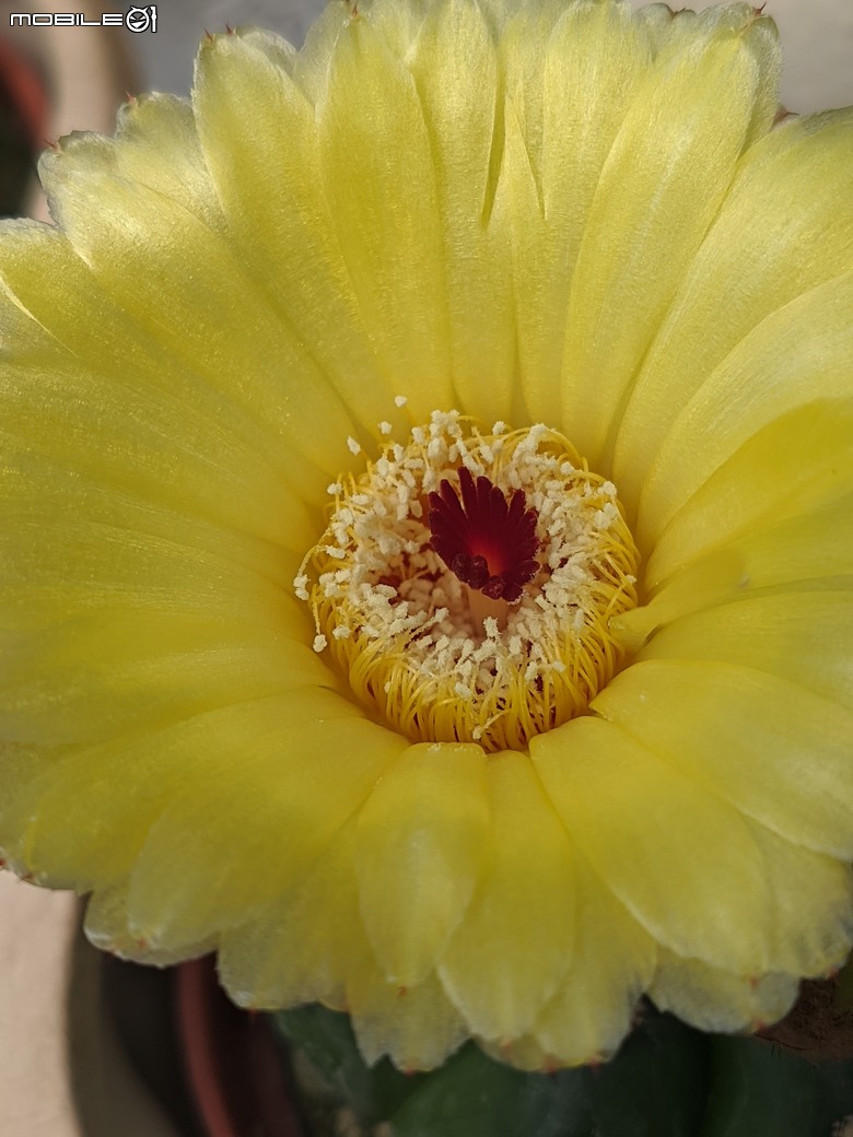 多肉植物開花 台南市歸仁區七甲花卉區 03/01