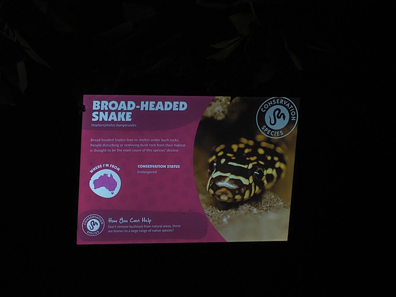 黃金海岸之庫倫濱野生動物園 (Currumbin Wildlife Sanctuary)、伯利角沙灘 (Burleigh Beach Cove)、大嘴鳥餵食秀(Pelican Feeding),附掛澳式炸魚餐與越南河粉料理 — 2026東澳洲四大城巡遊之黃金海岸段 第1部