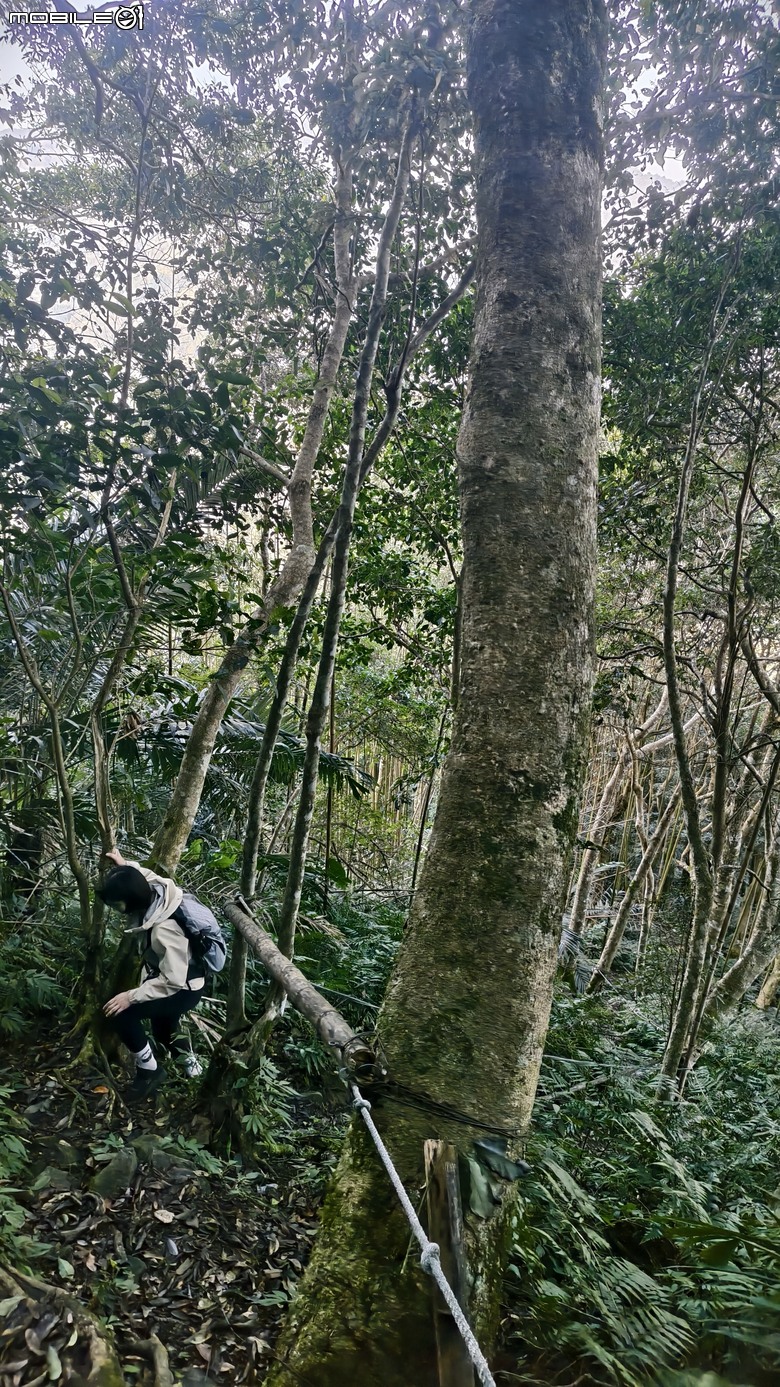 新竹冷門登山路線 | 滿滿竹林 |鬼澤山