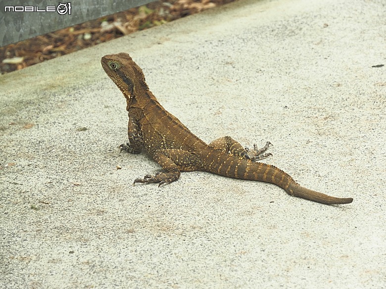 黃金海岸之庫倫濱野生動物園 (Currumbin Wildlife Sanctuary)、伯利角沙灘 (Burleigh Beach Cove)、大嘴鳥餵食秀(Pelican Feeding),附掛澳式炸魚餐與越南河粉料理 — 2026東澳洲四大城巡遊之黃金海岸段 第1部