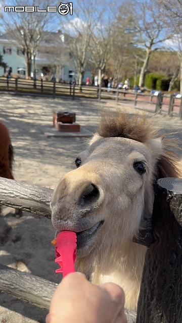 點我看大圖 日本大分|九州自然動物園 African Safari:自駕闖進野生動物區,體驗近距離餵食獅子、大象!