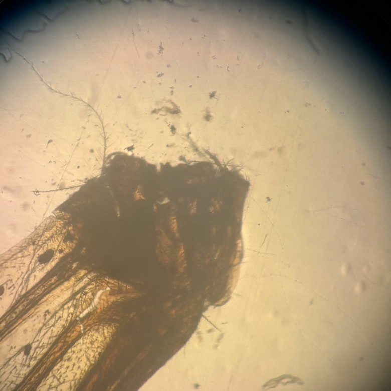 無段變焦觀察蜻蜓翅膀