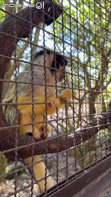 點我看大圖 日本大分|九州自然動物園 African Safari:自駕闖進野生動物區,體驗近距離餵食獅子、大象!