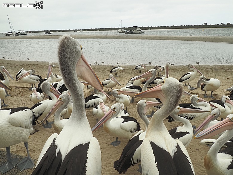 黃金海岸之庫倫濱野生動物園 (Currumbin Wildlife Sanctuary)、伯利角沙灘 (Burleigh Beach Cove)、大嘴鳥餵食秀(Pelican Feeding),附掛澳式炸魚餐與越南河粉料理 — 2026東澳洲四大城巡遊之黃金海岸段 第1部