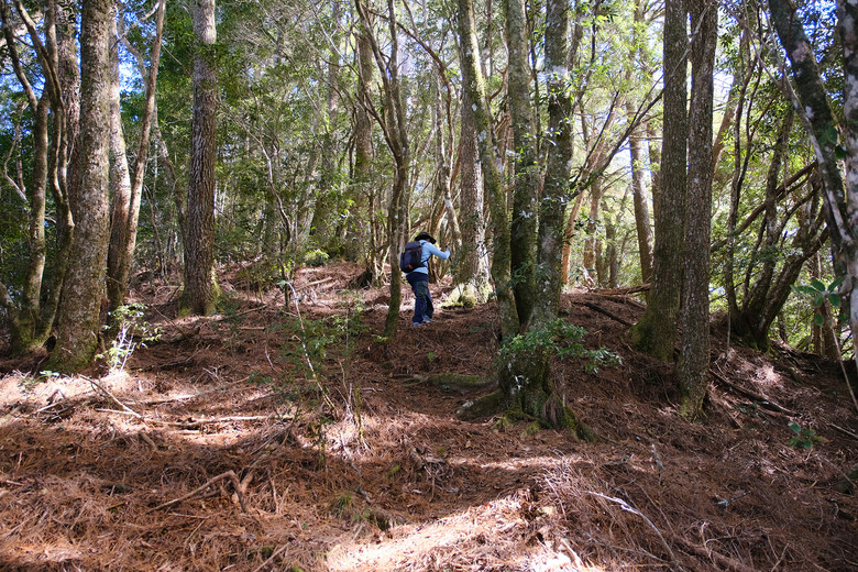 【芝虎縱走】滿山楓紅與砲台遺址的饗宴 |芝生毛台山 | 虎禮山