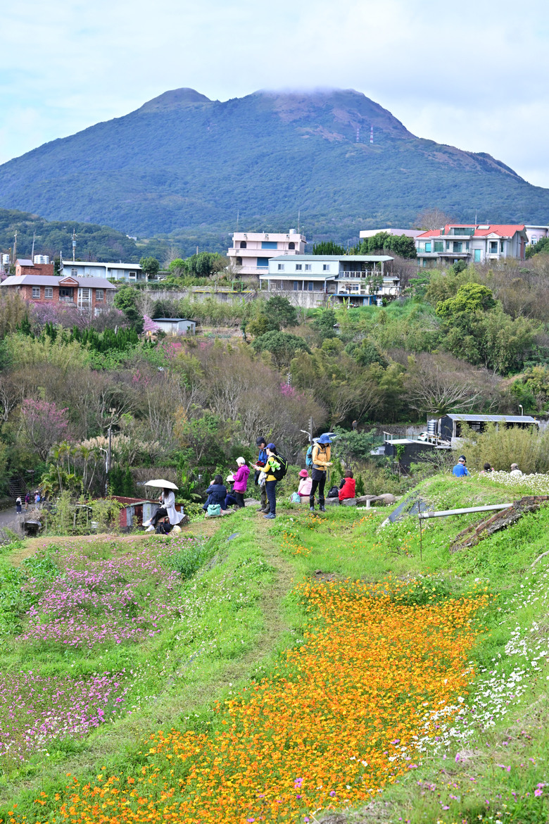 2026 台北之 "冬與春" 花之賞 (圖多)
