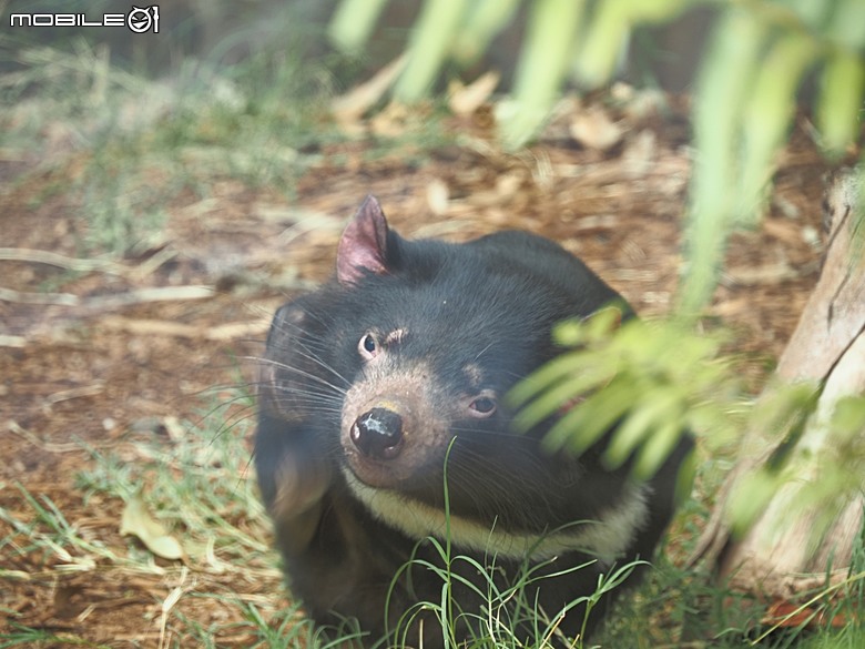 黃金海岸之庫倫濱野生動物園 (Currumbin Wildlife Sanctuary)、伯利角沙灘 (Burleigh Beach Cove)、大嘴鳥餵食秀(Pelican Feeding),附掛澳式炸魚餐與越南河粉料理 — 2026東澳洲四大城巡遊之黃金海岸段 第1部