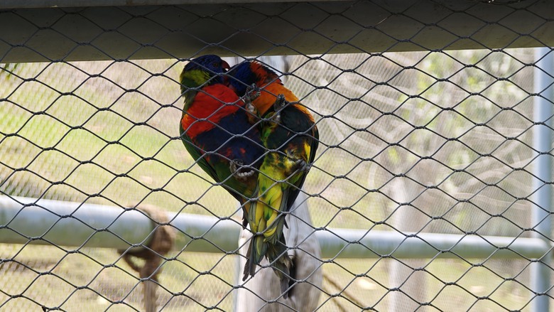 （號稱）亞洲最大鳥類動物園 - 九九峰動物樂園一日遊記 -