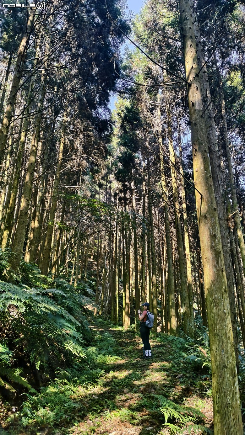 新竹冷門登山路線 | 滿滿竹林 |鬼澤山