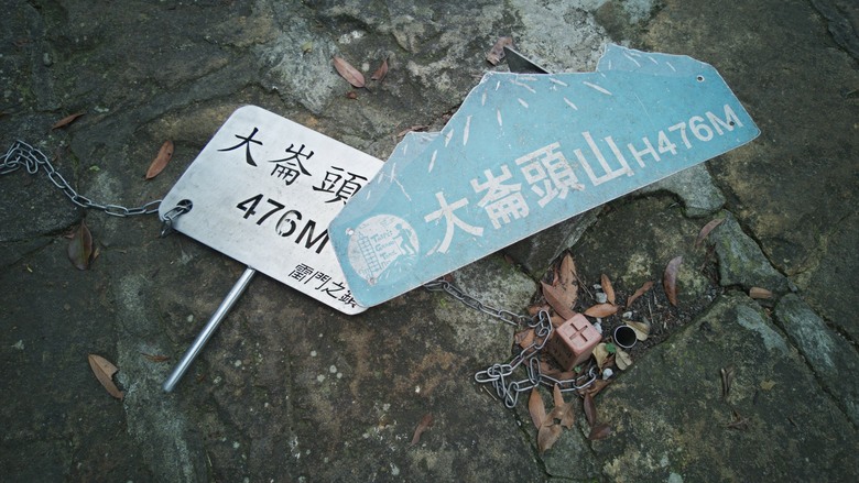 2026 桐花最新花況｜大崙頭尾山「四月雪」：木棧道上的白色驚喜