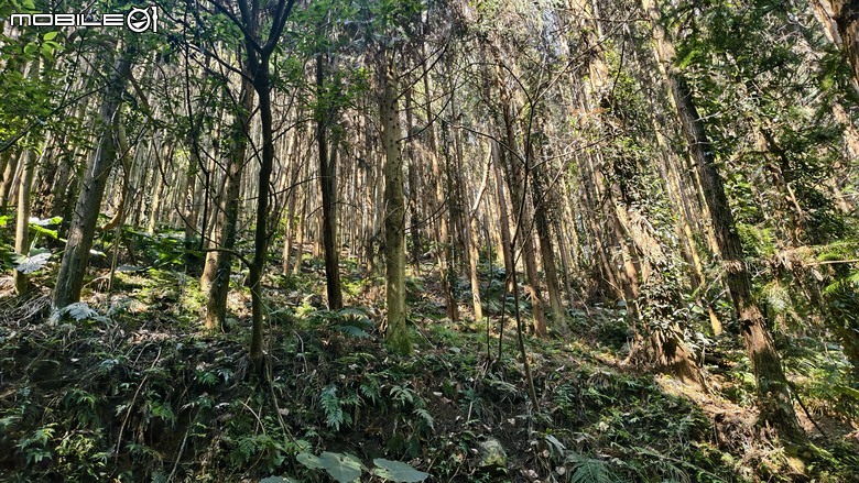 新竹冷門登山路線 | 滿滿竹林 |鬼澤山