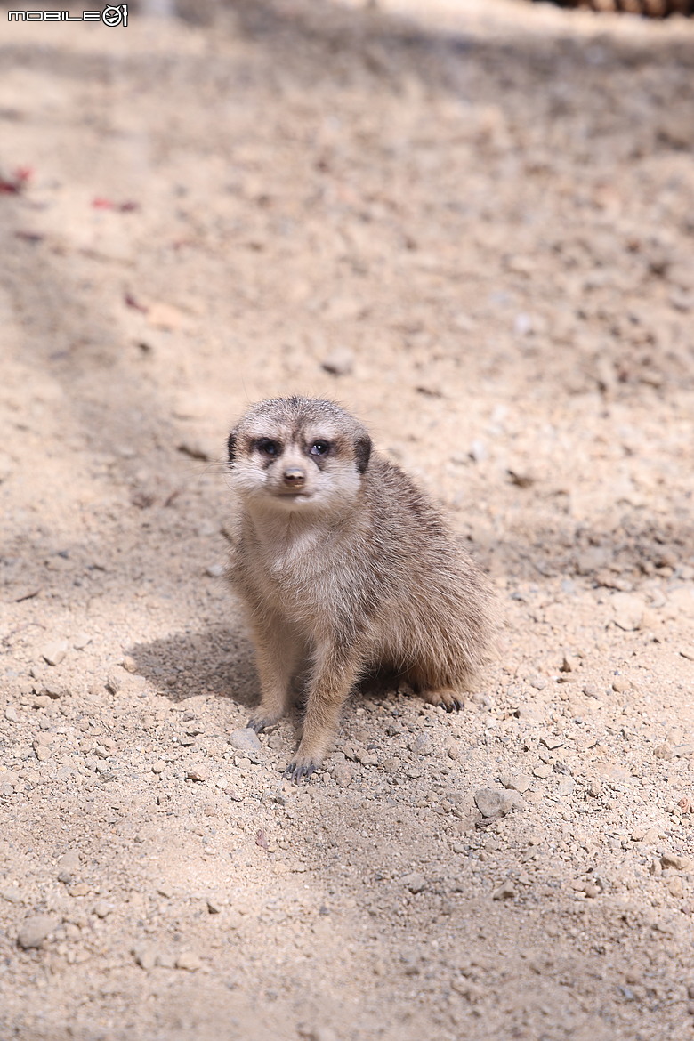 大阪廣島七日遊 R63領銜演出