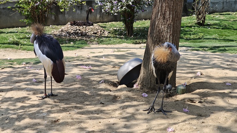 （號稱）亞洲最大鳥類動物園 - 九九峰動物樂園一日遊記 -