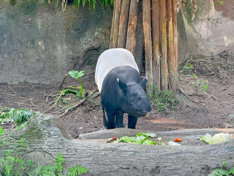 走進自然與可愛動物的世界|臺北市立動物園遊記