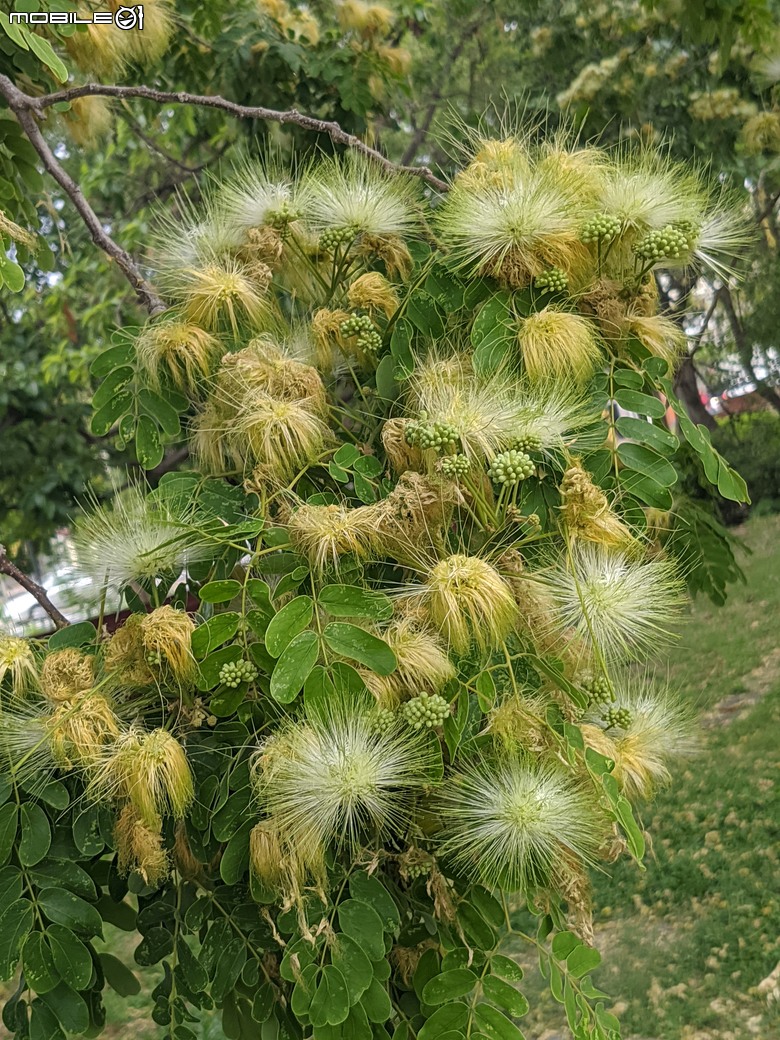 大葉合歡+福木 台南市歸仁區歸仁文化中心 04/24