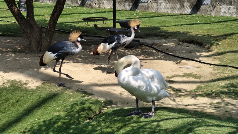 （號稱）亞洲最大鳥類動物園 - 九九峰動物樂園一日遊記 -