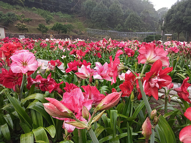 新竹賞花秘境曝光！關西萬株孤挺花海免費入園賞 必收藏！