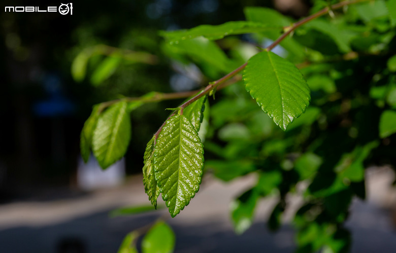 晨曦漫游姑蘇 5D3 +24-70mm F4