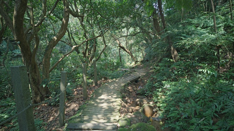 不一樣的 O 型。土城賞桐的另一種走法：永寧站 ➔ 雷公岩 ➔ 天上山環狀