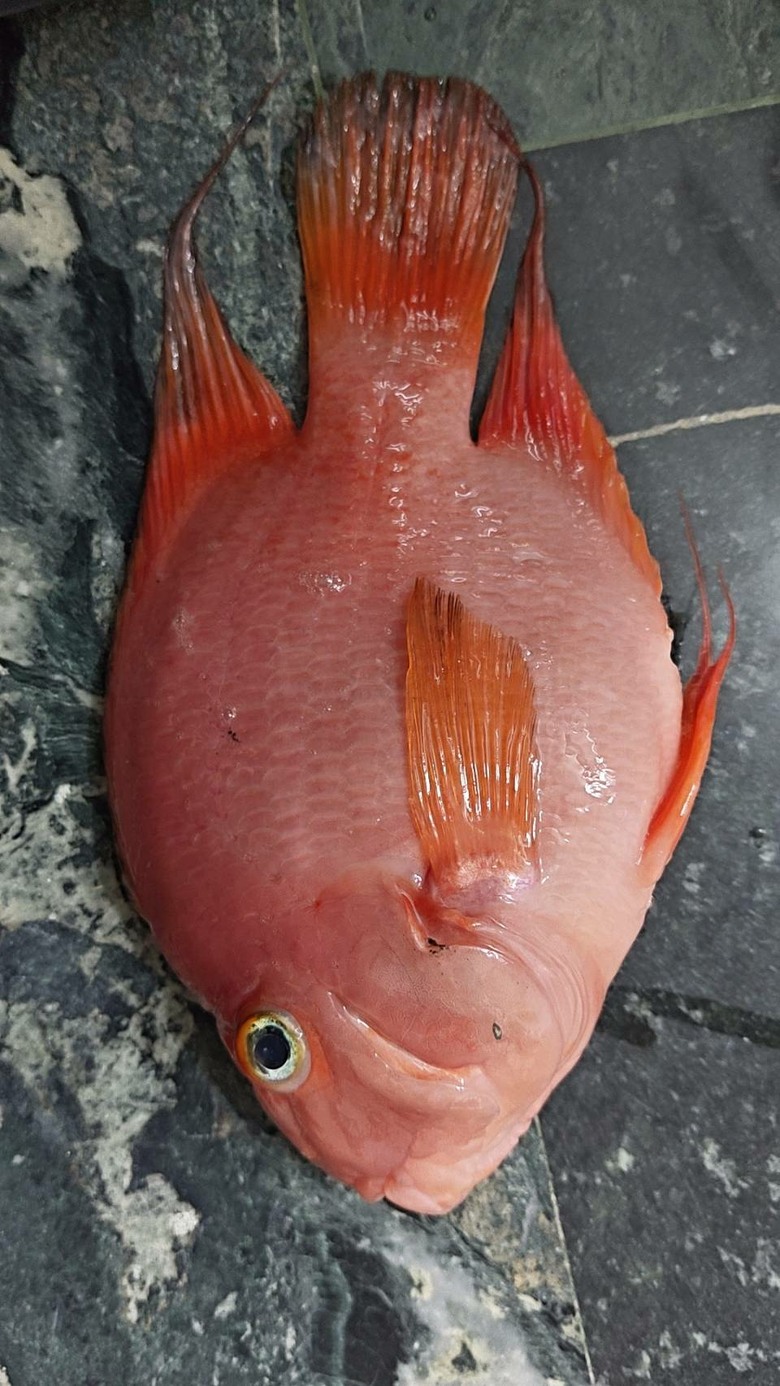 血鸚鵡一直死